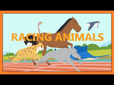 🏁Racing Animals🏁- Fast Animals Educational Song for Kids│ Smiley Rhymes