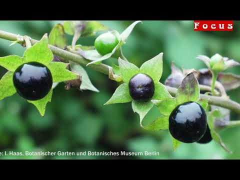 Achtung Lebensgefahr: Diese Pflanzen könnten Ihre Kinder töten