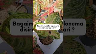 Download lagu What Happens If You Water Your Aglaonema Every Day #aglaonemaplantcare #aglaonema #diy #plants mp3