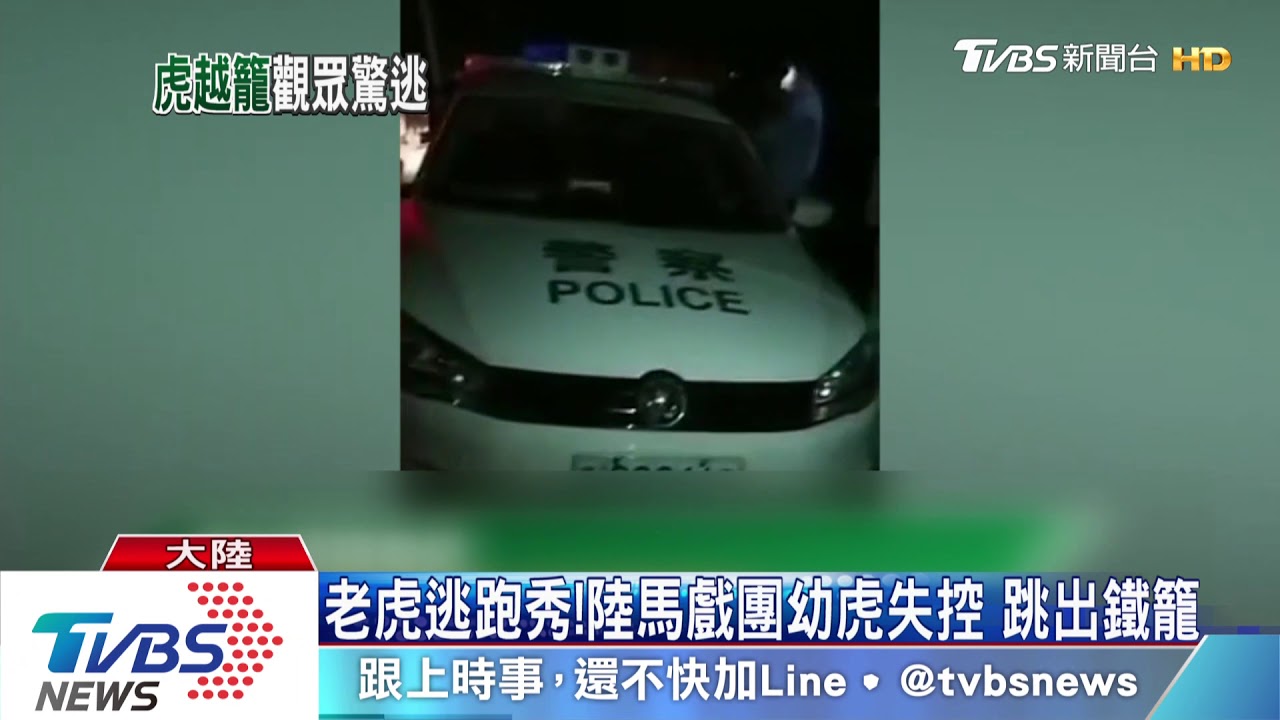 老虎逃跑秀!陸馬戲團幼虎失控 跳出鐵籠