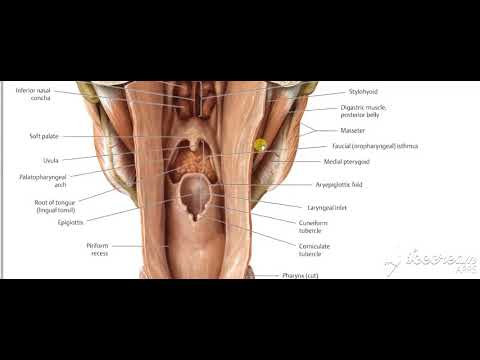 Pharynx intro 9