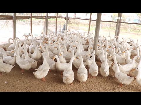, title : 'Small Agricultural Business Idea | The  Advantages of a Duck Farming'