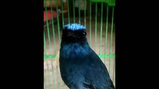 Download lagu SI BIRU CANTIK😍 SIKATAN NINON!! mp3