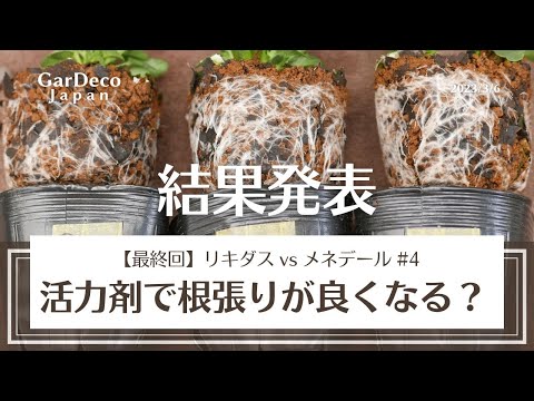 テネリフェ バグロス、エキウム ワイルドプレティ