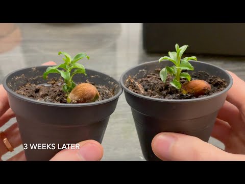 How to grow Almond tree at Home
