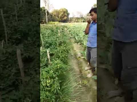 Harit Sanjeevani Video By Saket Bhushan Vatsa