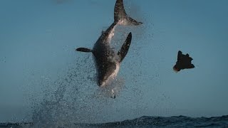 Great White Chases the HORNET