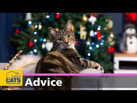 Keeping your cat safe at Christmas 🐱🎄🎅