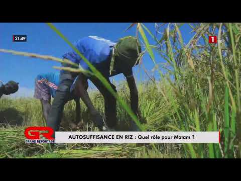 GRAND REPORTAGE / AUTOSUFFISANCE EN RIZ : Quel rôle pour Matam ? - DIMANCHE 26 AVRIL 2026