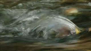 Music video thumbnail preview for Bruno Coulais \u0026 Kíla - Dance With the Fish by Kíla