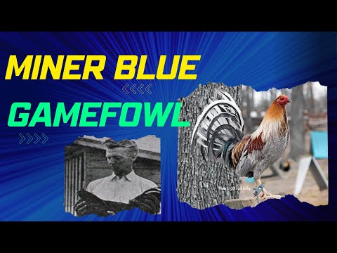 Discover the Fascinating World of Miner Blue Gamefowl