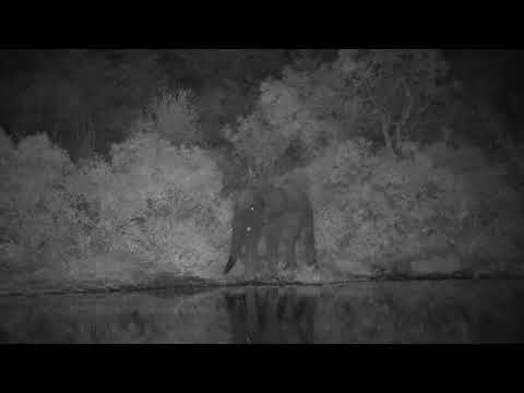 Djuma: Elephant getting a drink - 22:39 - 05/29/2023