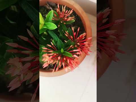 today my indoor new flowers 🌺🌹 2#shortsviral #shortvideo #tranding #youtubeshorts