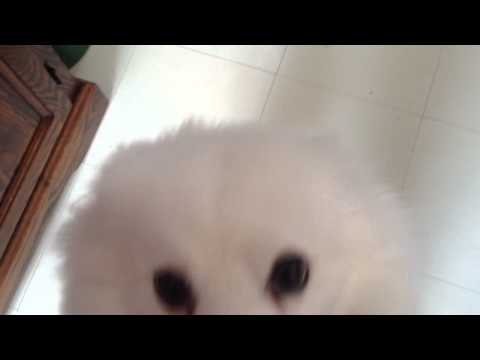 Who tore up the garbage?!