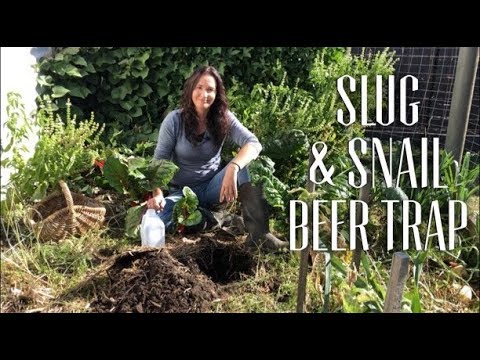 How to STOP Slugs & Snails - Make a Beer Trap
