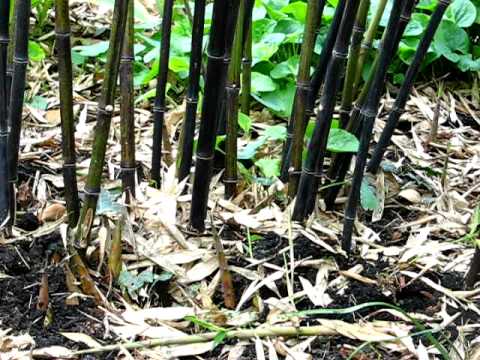Frühjarspflege am Bambus