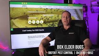 Box Elder Bug Removal - Bigfoot Pest Control