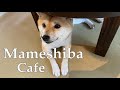 The CUTEST MINI SHIBA INU PUPPIES - MameShiba Cafe in Harajuku, TOKYO | かわいすぎる豆柴！原宿の豆柴カフ