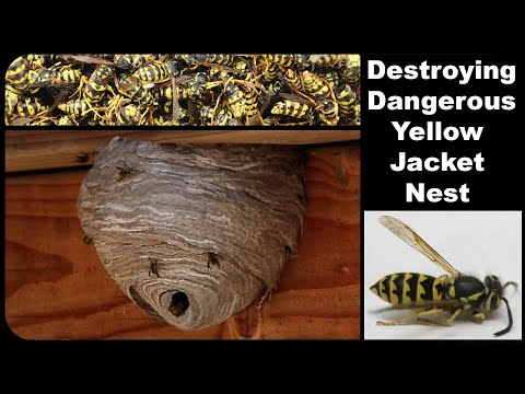 Why You Should Never Approach A Yellow Jacket Nest - Instant Attack Mode! Mousetrap Monday