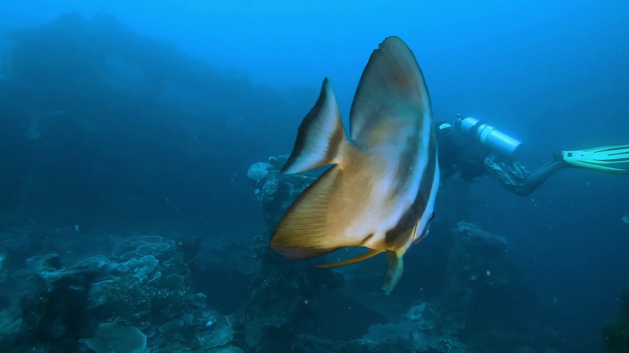Experience Kyokuzan Maru diving tour with this video.