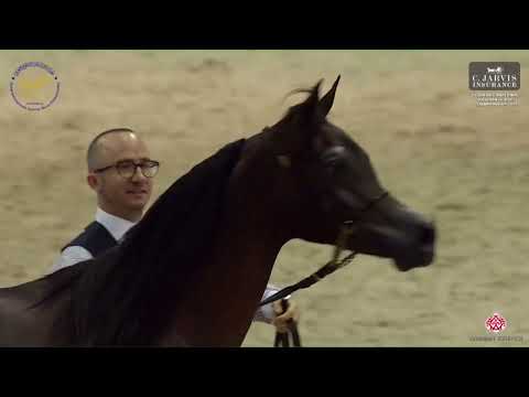 N.110 BAHEER AL SHAQAB - Dubai International Arabian Horse Championship 2023 - Yearling Colts (C...