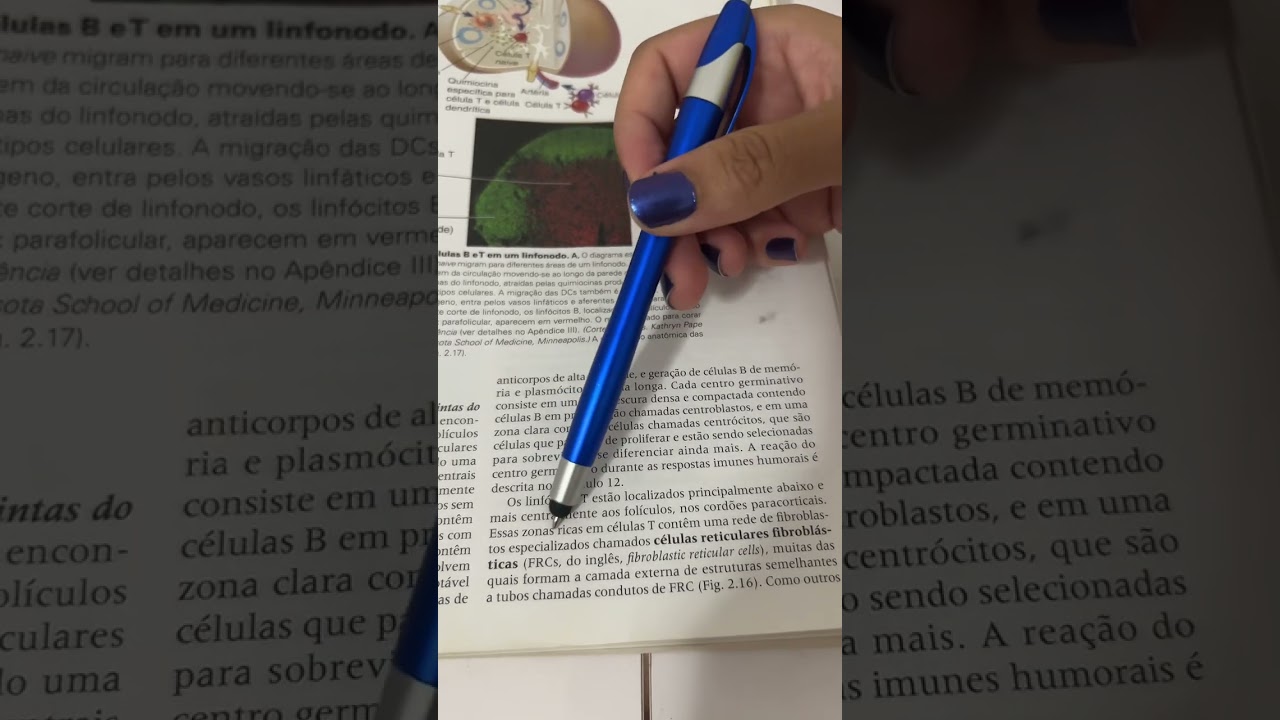 Células Reticulares Fibroblásticas - FRCs