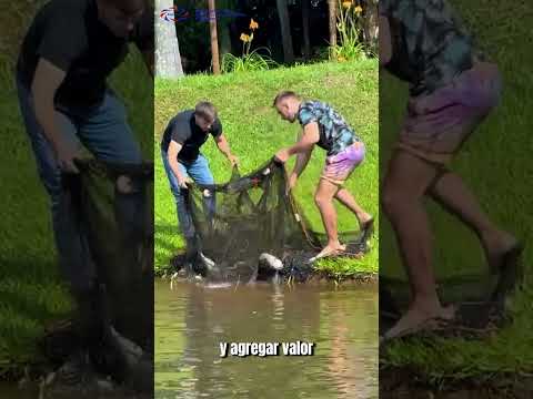 Piscicultura en Campo Viera: trabajo real en la chacra 🐟🔥