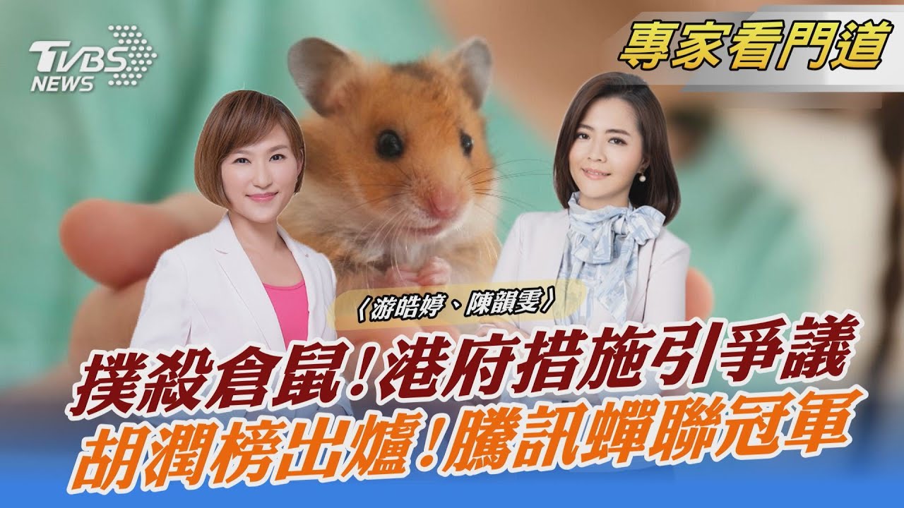 防疫政策引爭論!疑出現「鼠傳人」 港府下令撲殺2千隻倉鼠
