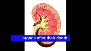 Need of Organ Donors