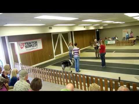 Chula and Shelby's Novice Obedience at State Fair
