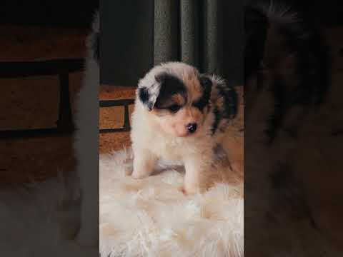 Australian Shepherd puppy for sale