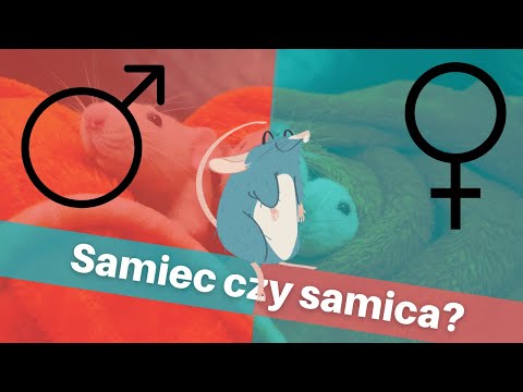 Samiec czy samica szczura? | Szczuromania #20