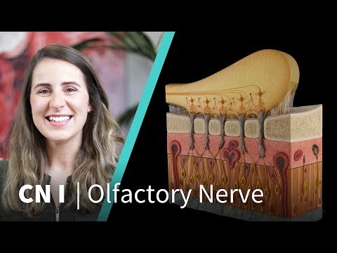 Anatomie disséquée : nerf crânien I (nerf olfactif)
