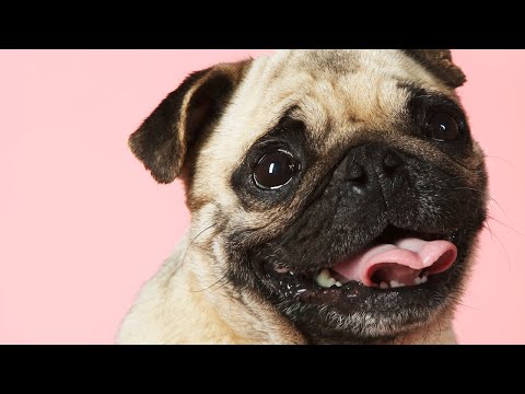 Funny Dogs and Cat | Funniest Pets | Anusha HW channel