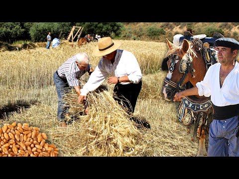 , title : 'La SIEGA y la TRILLA del trigo. Obtención tradicional del grano con hoces y caballos | Documental'