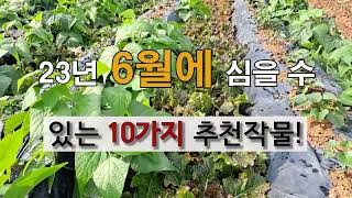 6월에 심을수 있는 10가지 추천 작물! #주말농장 #도시 텃밭 가꾸기.