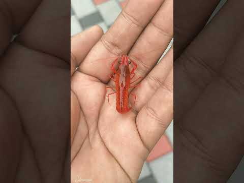 Small to Big Transformation.  #crayfish #lobster#🦞