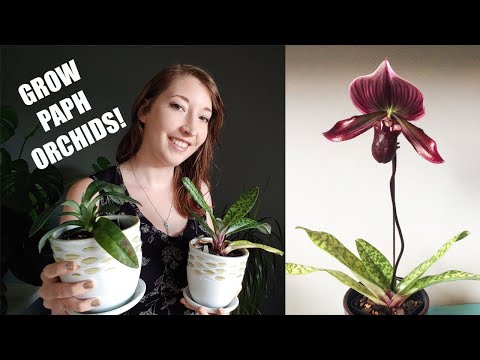 HOW TO GROW PAPHIODEPILUM ORCHIDS! Caring for mottled leaf Paphiopedilums as indoor plants!