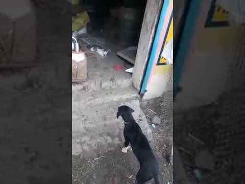 Very Dangerous dog of 20th century ever