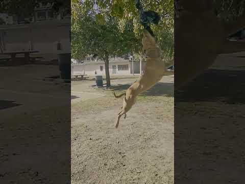 Redboy Cottingham American Pitbull Terrrier by Tom Garner. Spring pole workout. Apbt.