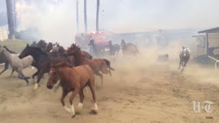 Hundreds of Horses Stampede in Desperate Escape From California Fires