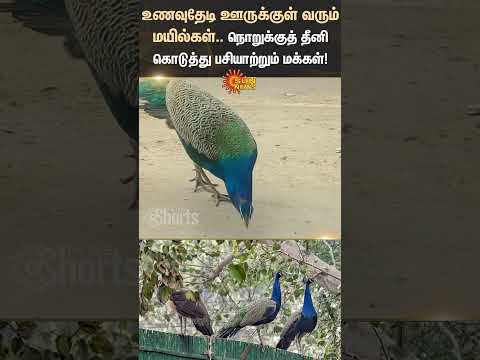 Dharmapuri | Peacocks | Enter Village | Public Buying Food | Shorts | Sun News