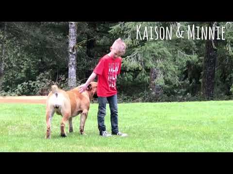 Barbarian Boerboels with grandkids