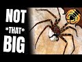 The Giant Huntsman Is NOT The Biggest Spider