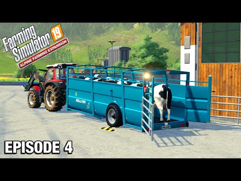 HOW MANY COWS DO I HAVE NOW? Alpine DLC Timelapse - FS19 Ep 4