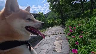 ダムってみた。#柴犬#犬との暮らし#日常#面白い#かわいい#癒し#shibainu