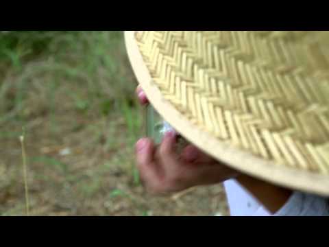 Dancing with Daisies