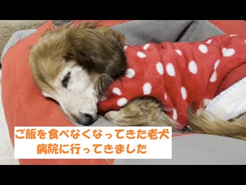 高齢犬に最適な食事