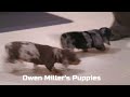 Miniature Dachshund dogs for sale: Rocky - Video 1