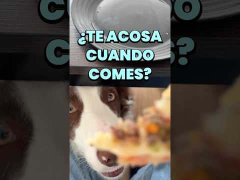 El TRUCO para que tu perro no te pida COMIDA 🥩🛑